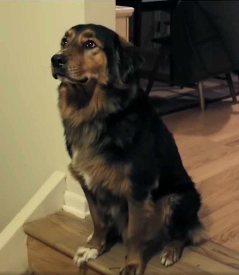 The Story Of How A Stray Dog Got A Stuffed Unicorn