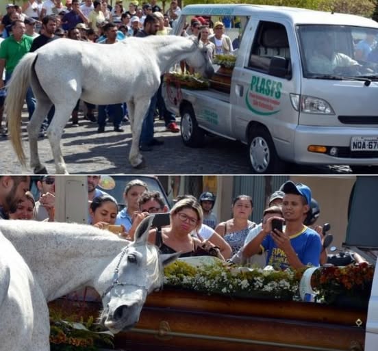 The Silence of Sorrow: Sereno the Horse and the Forgiveness That Doesn’t Need Words