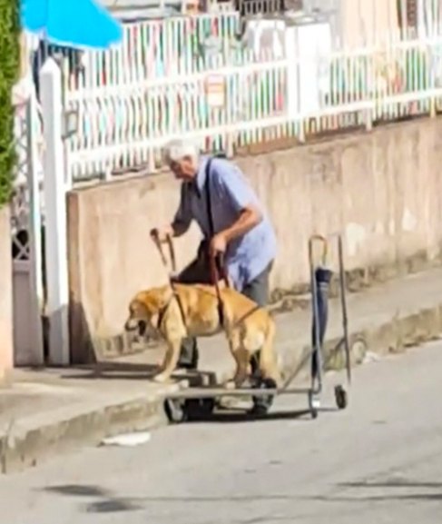 Loving Man ‘Walks’ Elderly Dog With Arthritis In Cart Everyday To Ease Its Sadness