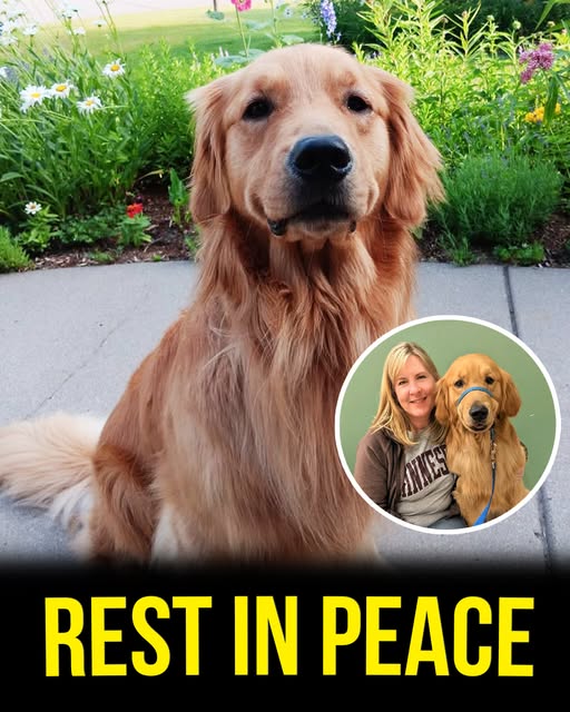 Melissa Hortmans dog dies after being injured in shoting