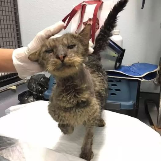 Cat No One Wanted To Touch Finds A Loving Home By A Miracle That Will Leave You Stunned