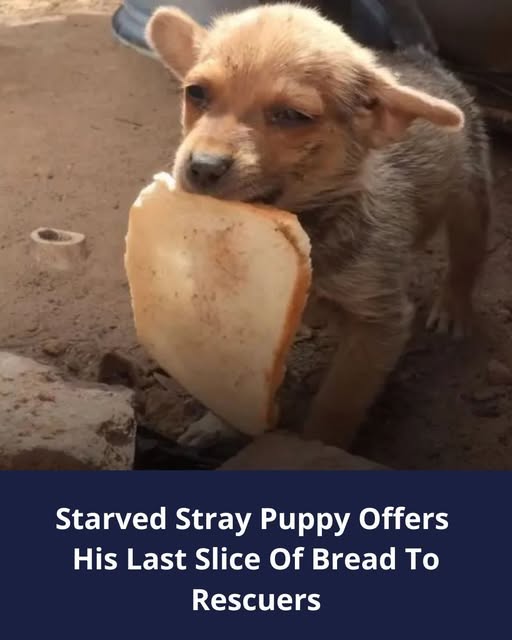 Grateful Puppy Offers His Last Slice Of Bread To Rescuers And Leaves Them Heartbroken