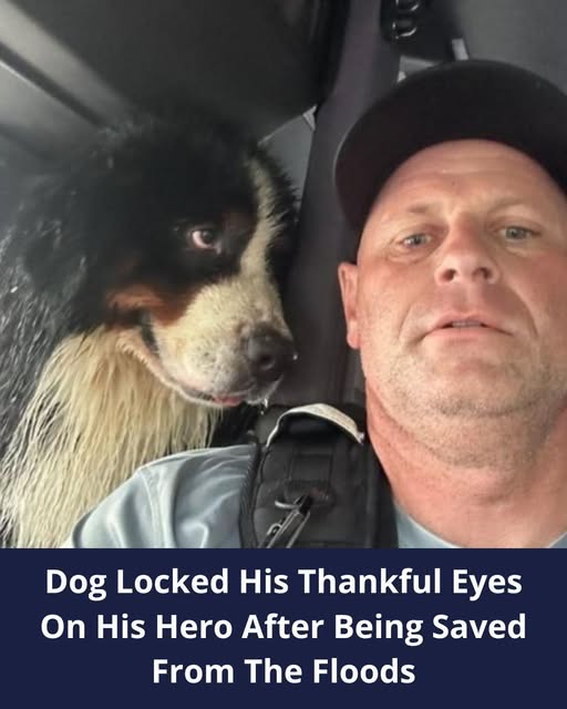 Dog Locked His Thankful Eyes On His Hero After Being Saved From The Floods In Florida