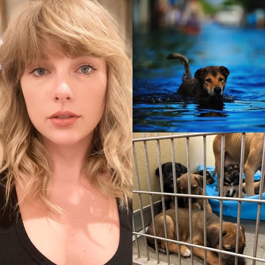 SHOCKING UPDATE: Taylor Swift donates $30 million for Texas flood relief — Thousands of dogs rescued, Search and Rescue teams deployed, and a Mobile Rescue Camp on the ground!