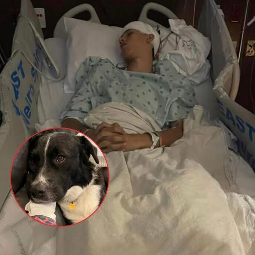 Hero Pup Saves Teen’s Life During Stroke That Almost Ended In Tragedy