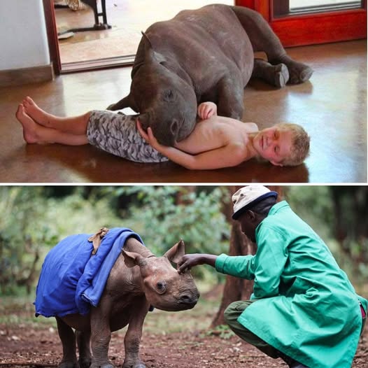 He never knew the warmth of his mother’s touch—until now. This orphaned baby rhino, once afraid to sleep alone, has finally found love, safety, and a family that will never let him go. 💚🐾