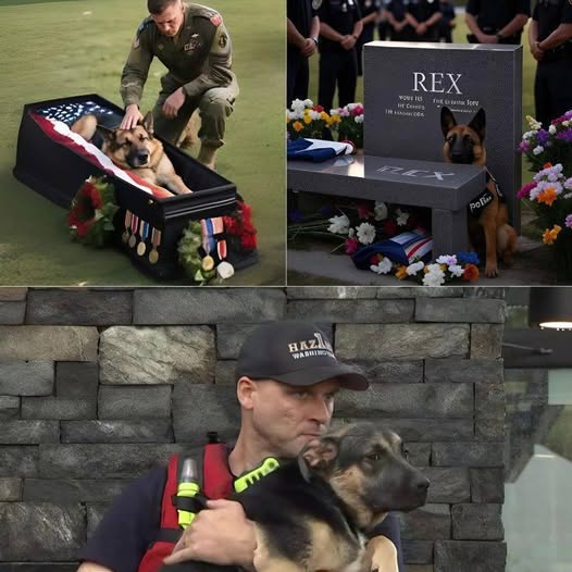 SAD NEWS: Rex, the Last Flood-Rescue K9, Crosses the Rainbow Bridge After 16 Years of Heroic Service…