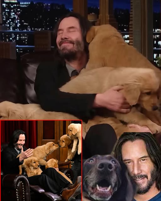 Incredible hero: Keanu Reeves rescued and built a farm to raise dogs after the massive flood in Texas caused a lot of damage and left the dogs homeless. That moment shocked and saddened the whole of America…