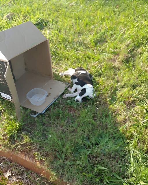 The Dog in the Box: A Story of Hope Named Chance.