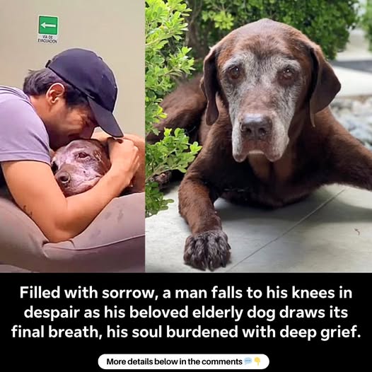 Filled with sorrow, a man falls to his knees in despair as his beloved elderly dog draws its final breath, his soul burdened with deep grief.