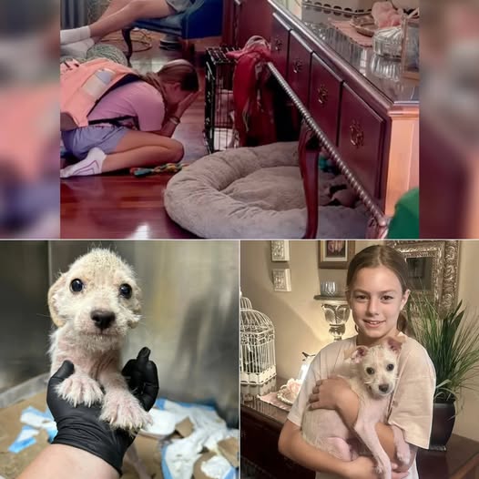Saved at the Last Minute, Puppy Reunites With Little Girl in a Heartwarming Moment