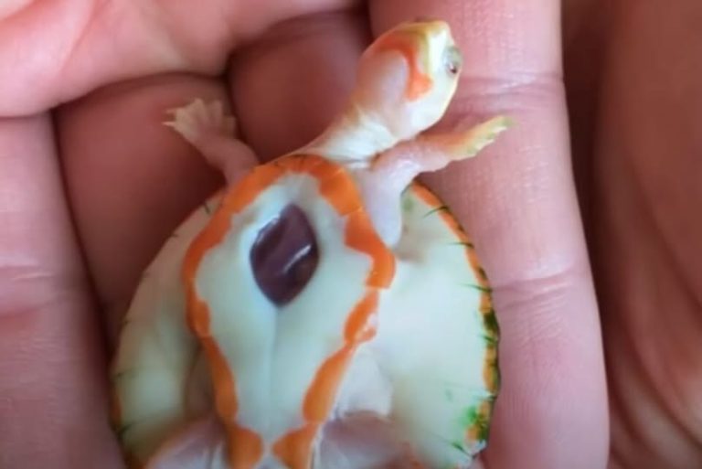 New Jersey Man Rescues A Special Needs Turtle And She Flaps Her Arms Every Time She Sees Him