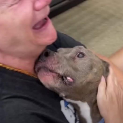Woman Can’t Control Her Emotions As She Reunites With Her Long Lost Dog After 8 Years