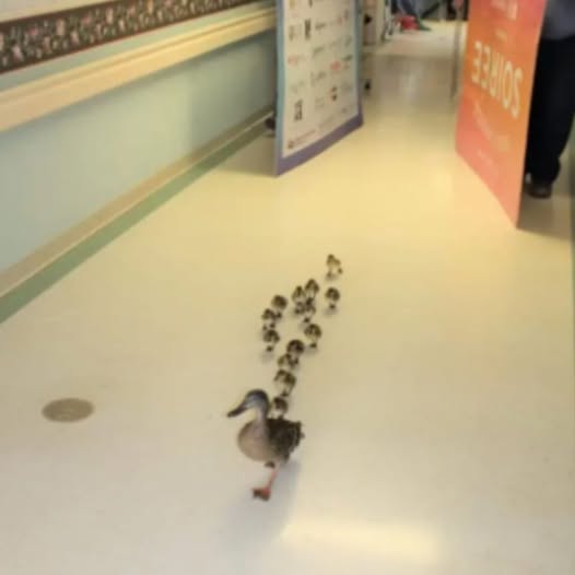 Each year, Mama Duck Takes Her Ducklings On A Special Visit To New York Nursing Home