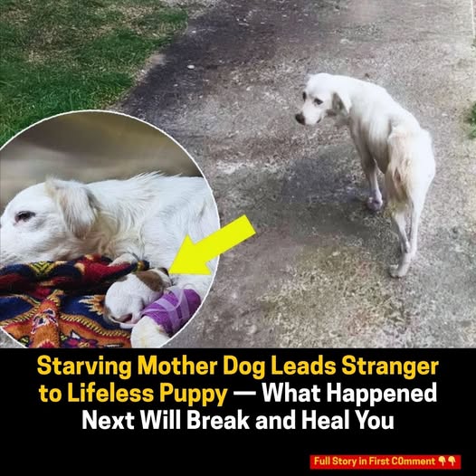 A Stray Dog’s Silent Plea for Her Pups