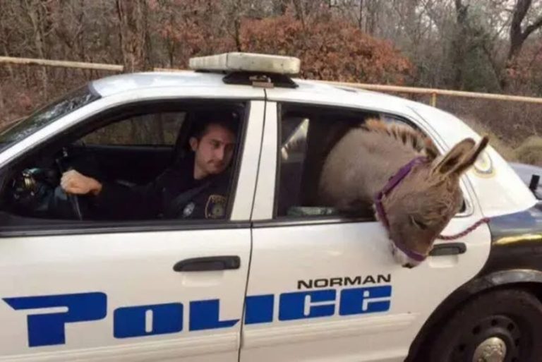 Oklahoma Officer Saves A Donkey From A Busy Highway And Gives Him A Ride In His Patrol Car