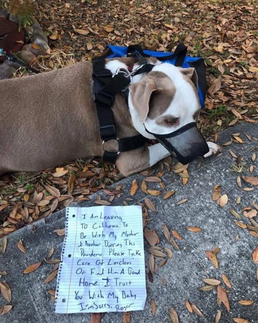 Hopeless Man Leaves His Pit Bull Tied To Neighbor’s Tree With Heartbreaking Note Next To Him
