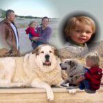 Buford, dog who rescued 2-year-old boy lost in Arizona wilderness, is showered with gifts