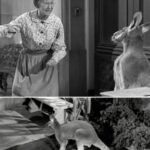Hilarious Blunders from the Most-Watched Episode of The Beverly Hillbillies