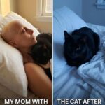 My Mom Died, Her Cat Disappeared — and What He Led Me to on Christmas Eve Changed Everything