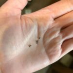 Discovered Metal Balls Under Your Kitchen Sink? Here’s What They Are and How to Handle Them