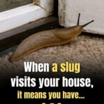 Slugs: The Surprisingly Important Creatures Beneath Our Feet
