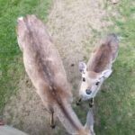 I Stepped Into the Forest — and It Gave Me More Than I Imagined