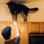 Lately, my dog has been climbing the kitchen cabinets and growling loudly. I initially thought he was acting strangely, until I discovered what he was focused on.