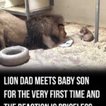 Lion father meets his newborn cub for the first time — the reaction is priceless