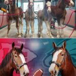 🐴🍻 BUDWEISER’S BABY CLYDESDALES STEAL SUPER BOWL SPOTLIGHT — SOLD-OUT PARTY, VIP GUESTS & ZERO COMMERCIALS Four newborn Clydesdales — Barron, Sergeant, Stinger and Razor — are hosting their own sold-out Super Bowl watch party at Budweiser’s famous ranch, proving you don’t need a TV ad to win game day buzz. While Budweiser skips centre stage during the big game, its tiniest stars are already packing the house. 👉 Are these foals the future faces of Super Bowl ads?