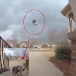 The Tornado Lifted Their Dog Into the Sky — What Happened Next Left an Entire Neighborhood in Tears