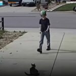 A Special Camera for a Disabled Cat Records a Surprising Moment